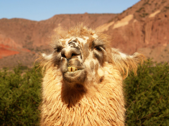 Tangol Tours Salta-萨尔塔必去景点