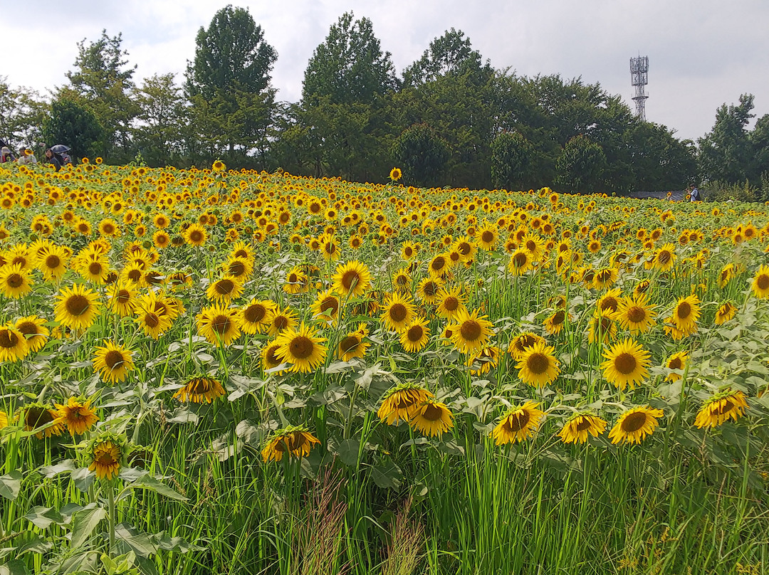 Harvest Hill-坂井市必去景点