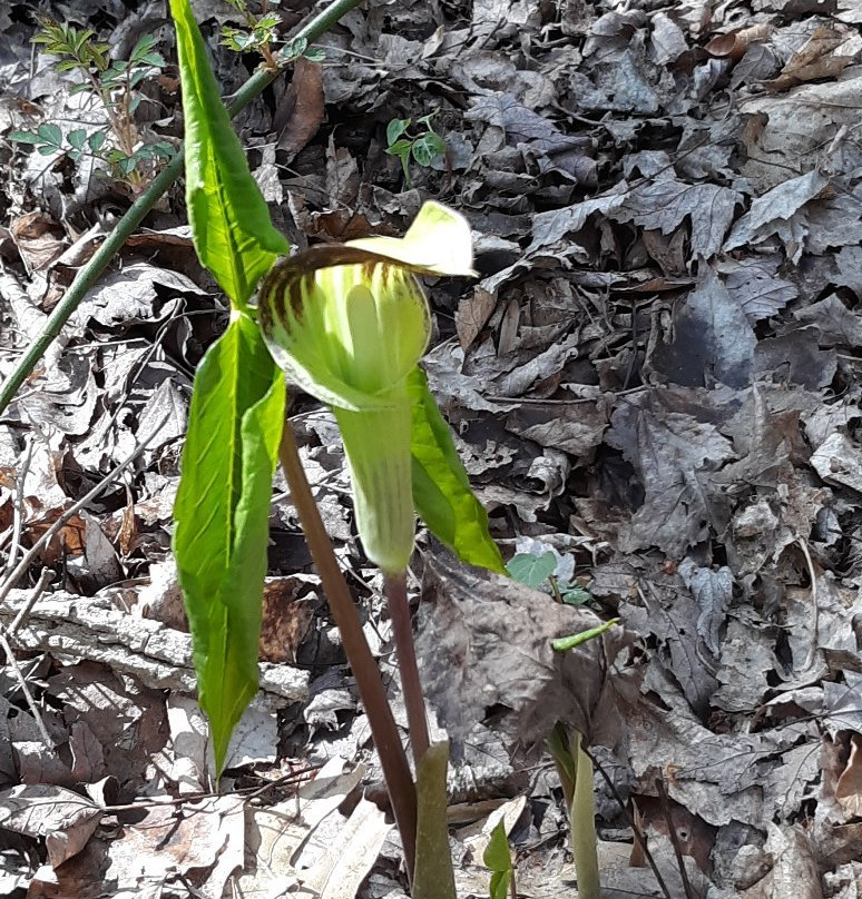 Brincka Cross Gardens-密歇根城必去景点