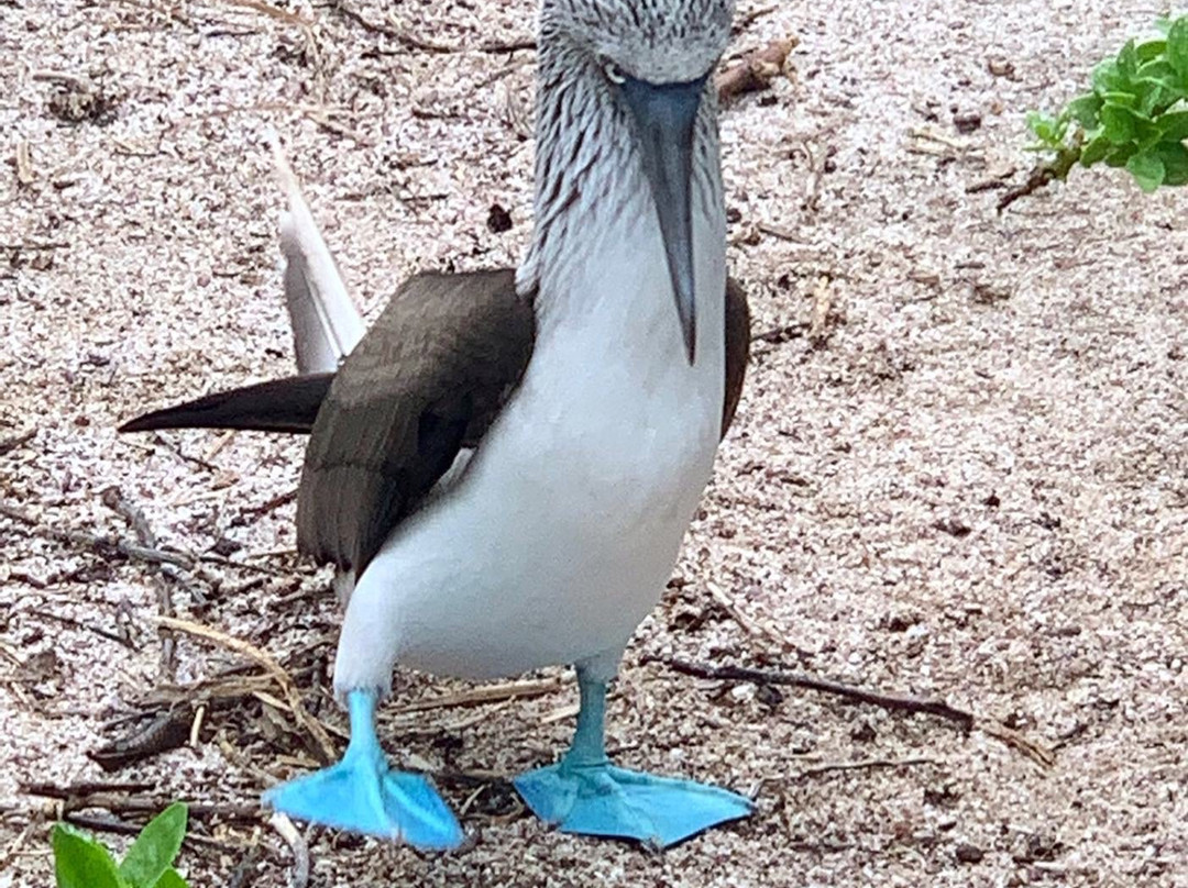 Isla Lobos-圣克里斯托瓦尔必去景点