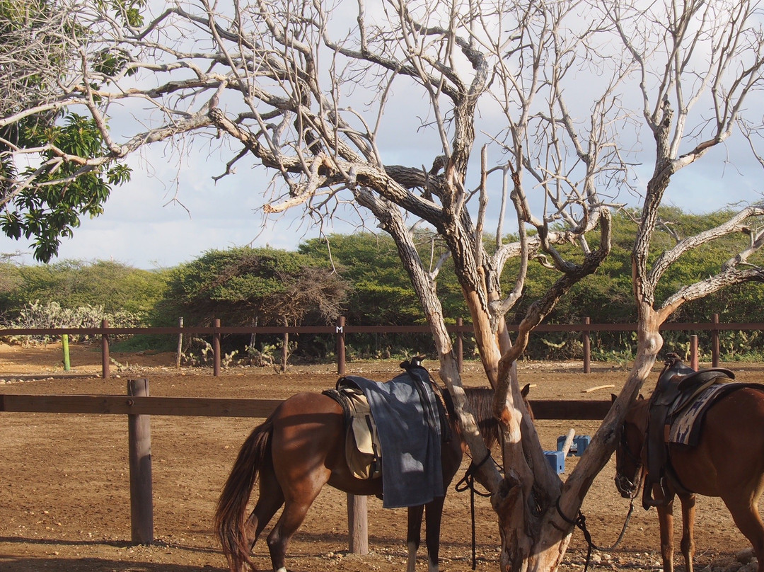 Horse Ranch Bonaire-Kralendijk必去景点