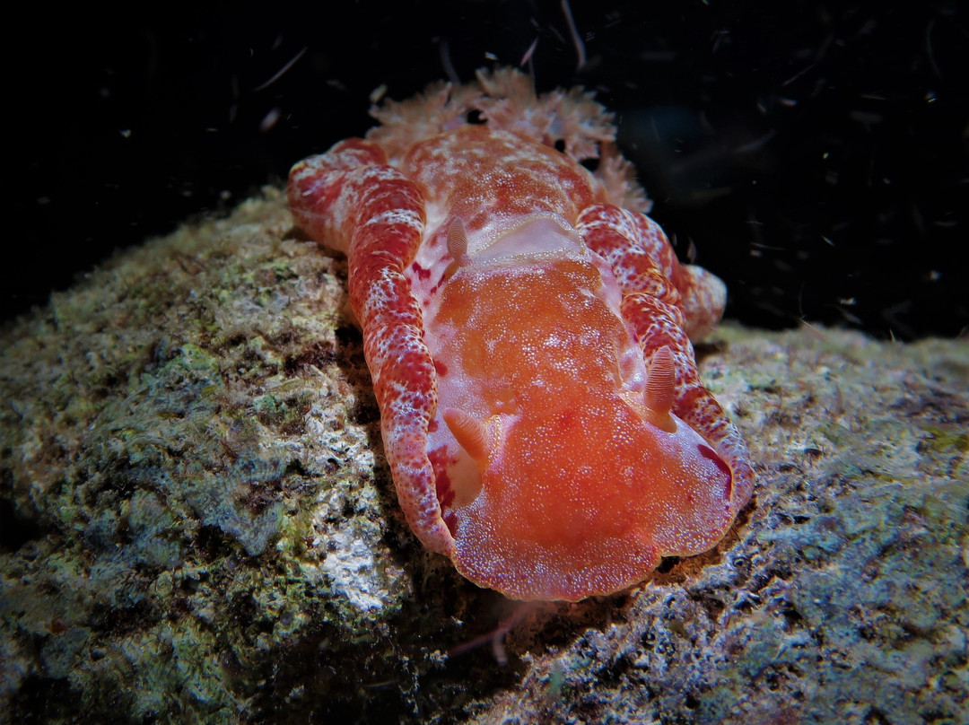 Bituon海滩度假村主图