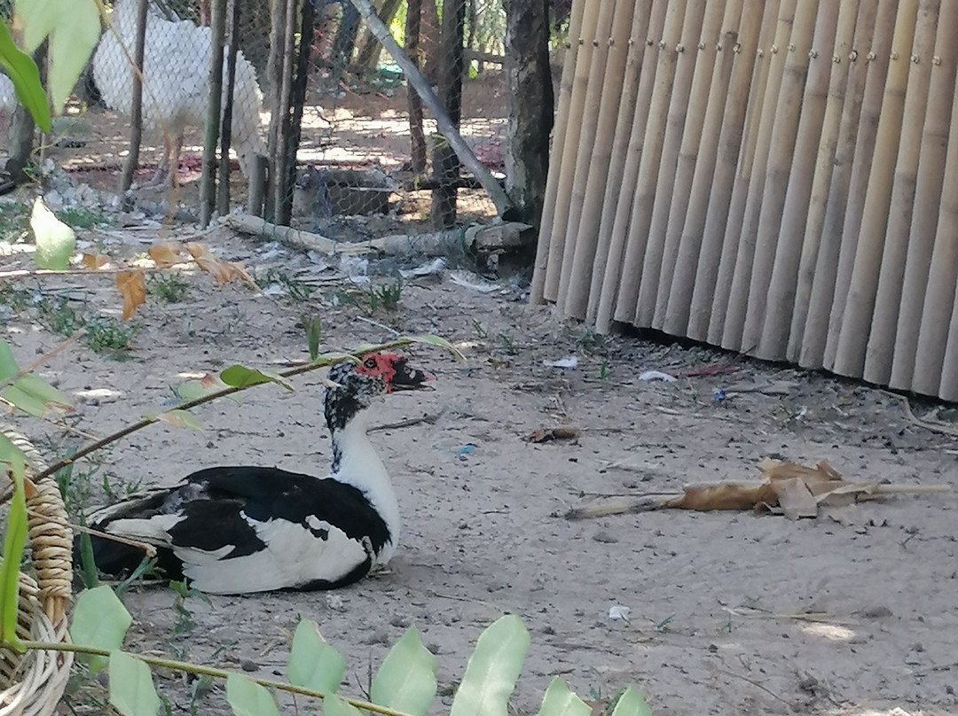 Yao Island Resort and Farm主图