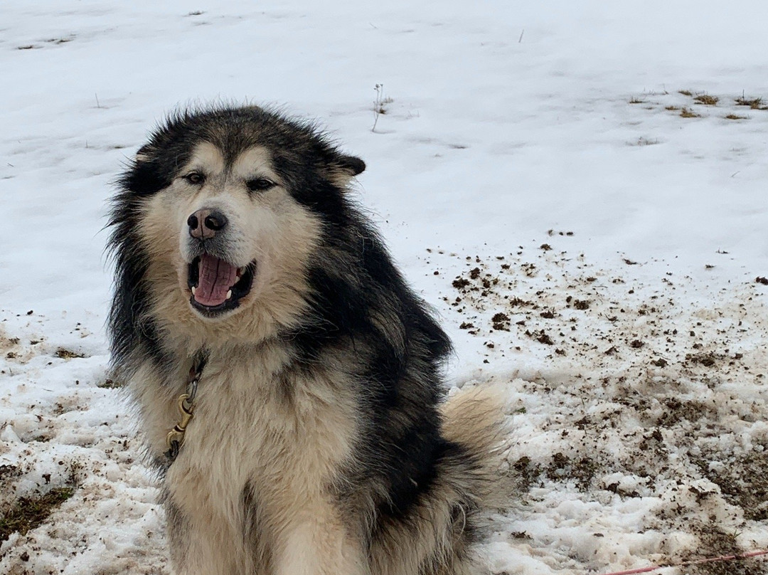 Husky-Hof Dreisessel-Neureichenau必去景点