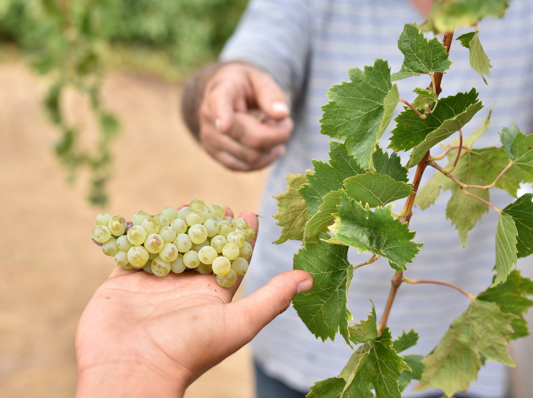 Winery Sinadinakis-Archanes必去景点