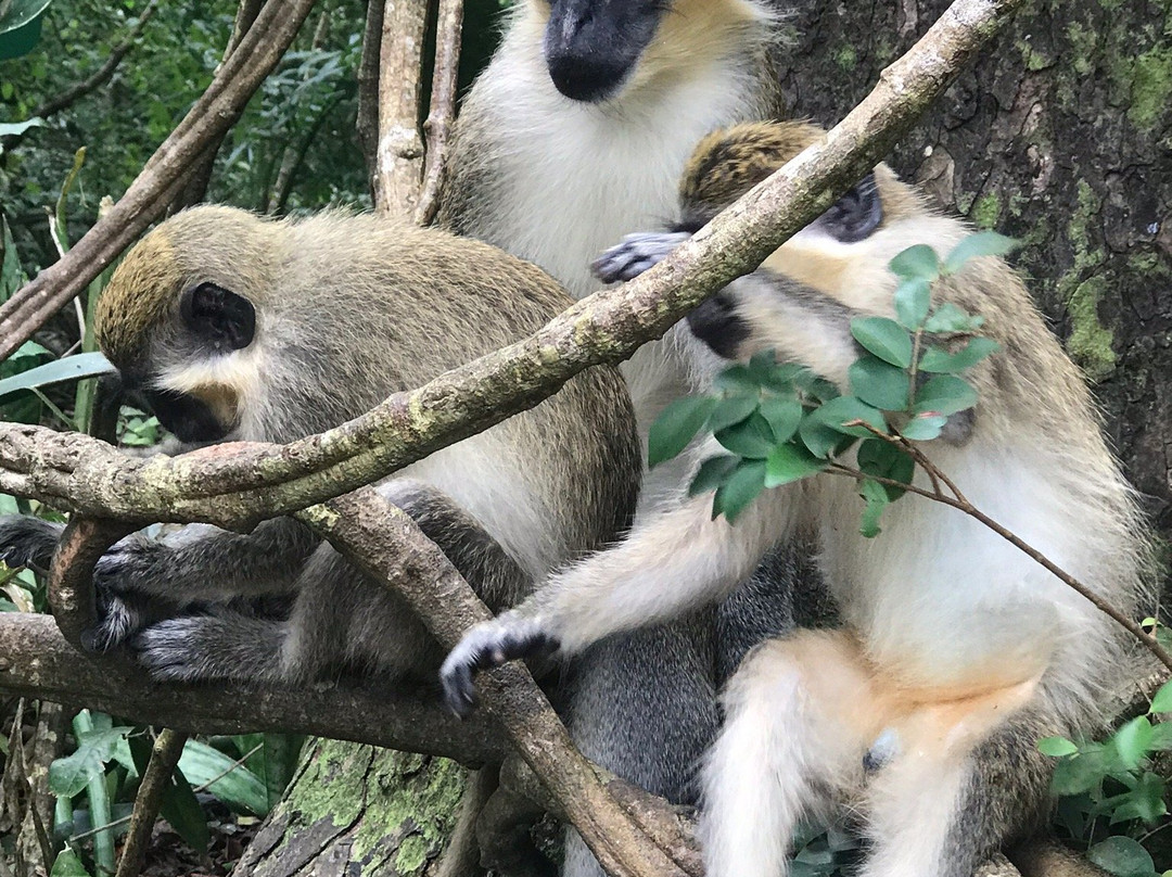 A Plus Tours and Events LTD Barbados-Holetown必去景点