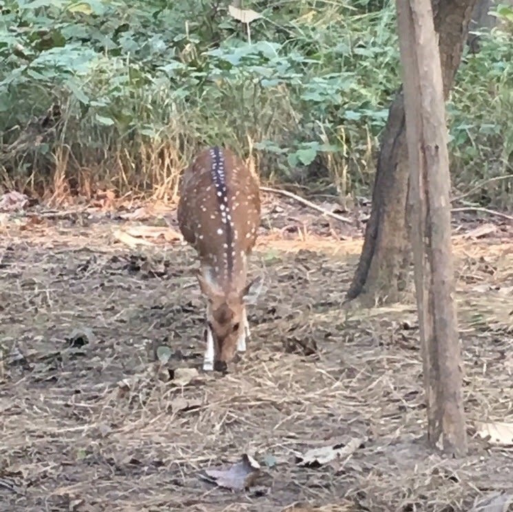 Kishanpur Sanctuary景点图片