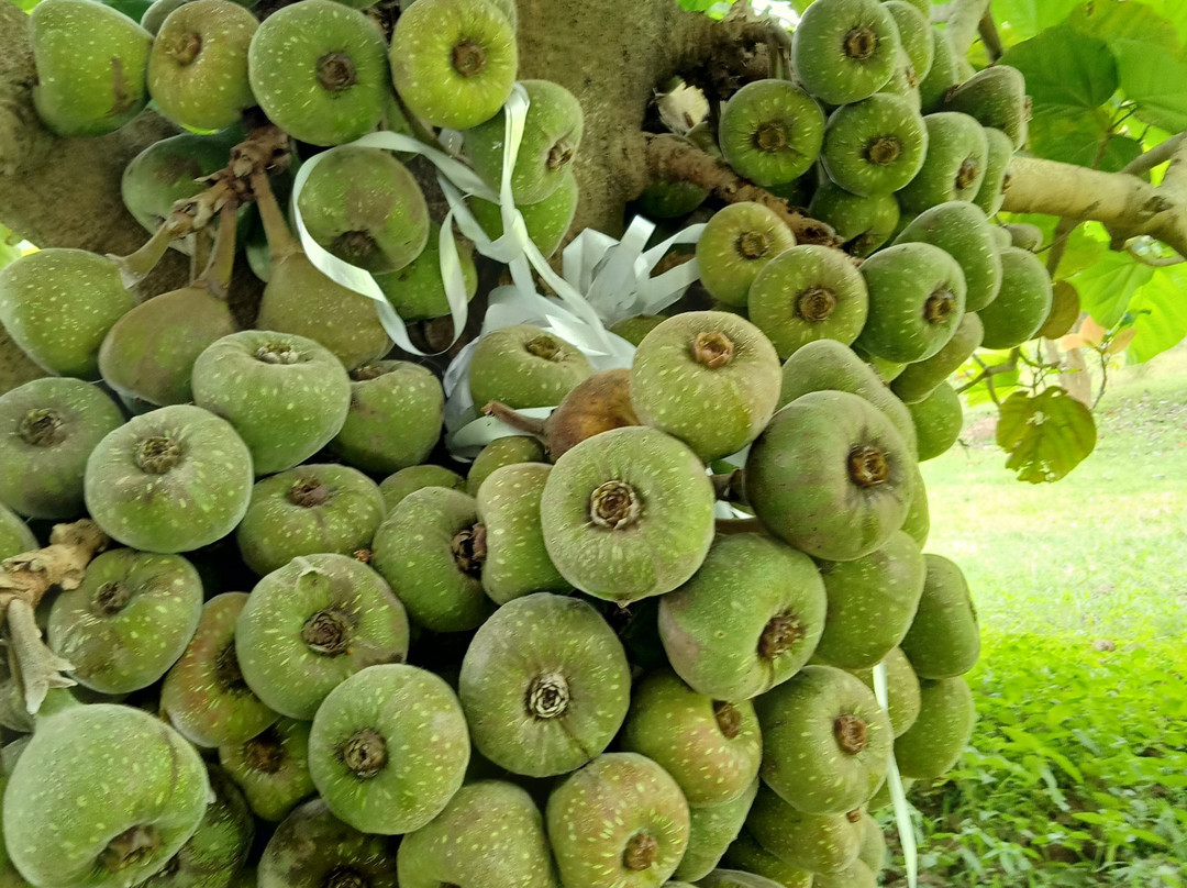 Bird of Paradise Homestay主图