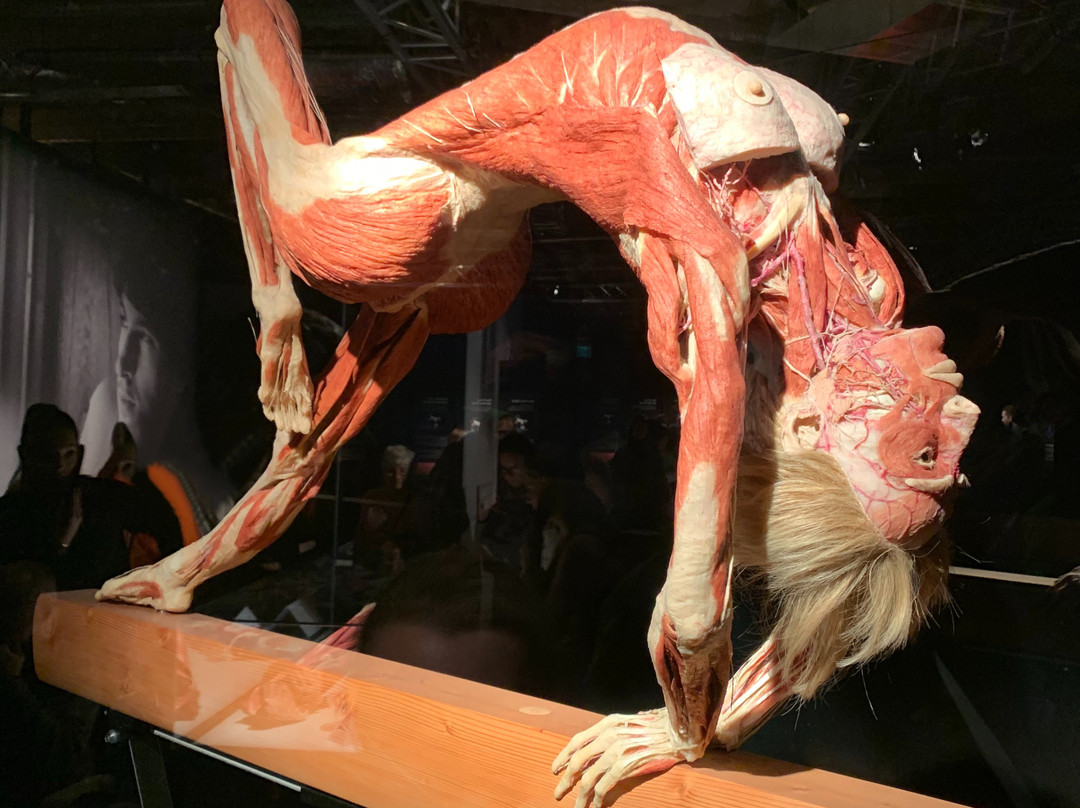 KORPERWELTEN Museum – Anatomie des Glücks-海德尔堡必去景点