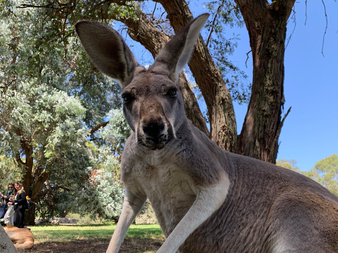 Cleland Conservation Park-阿德莱德必去景点