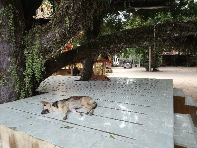 Wat Phu Khao Thong景点图片