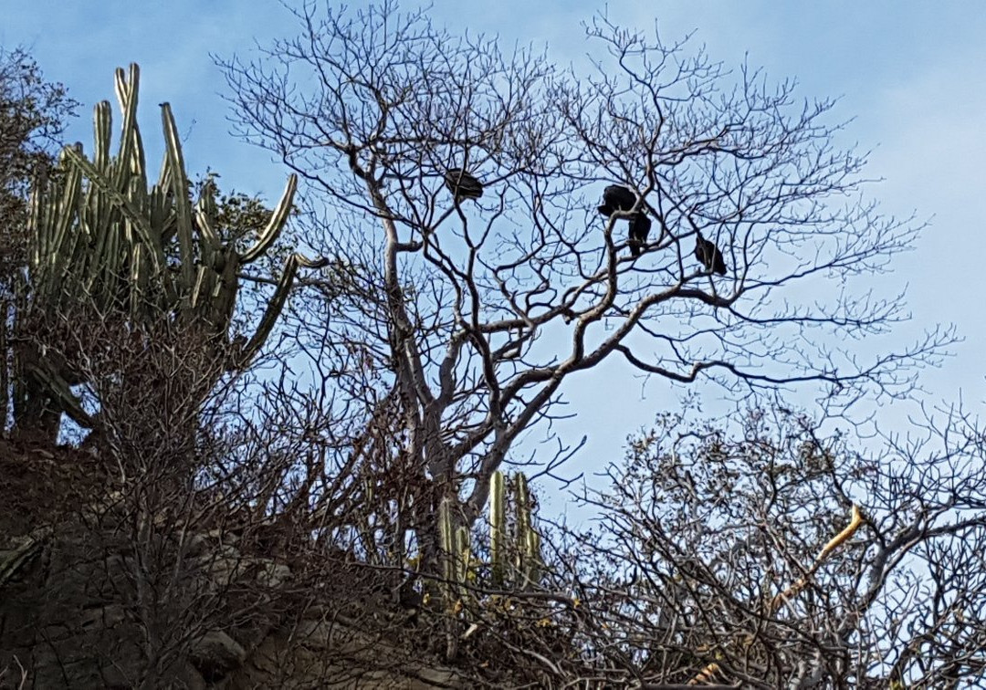 Playa Magueyito景点图片
