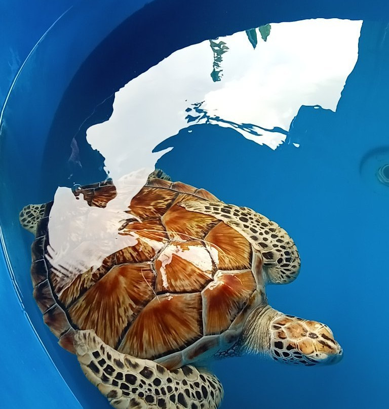 Pusat Ikan Hiasan-波德申必去景点