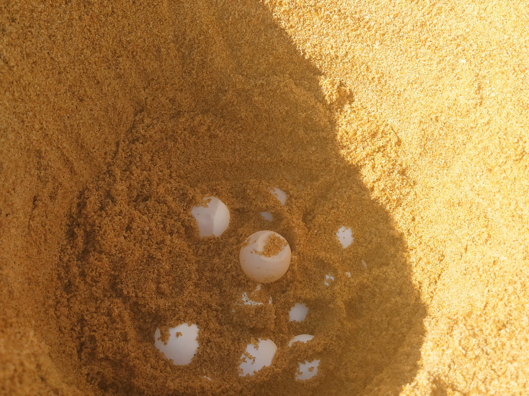 Naucrates-阁普拉通岛必去景点