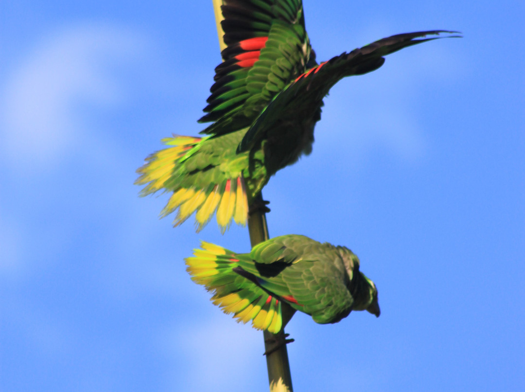 Hotel Casa Roland Golfito Resort主图