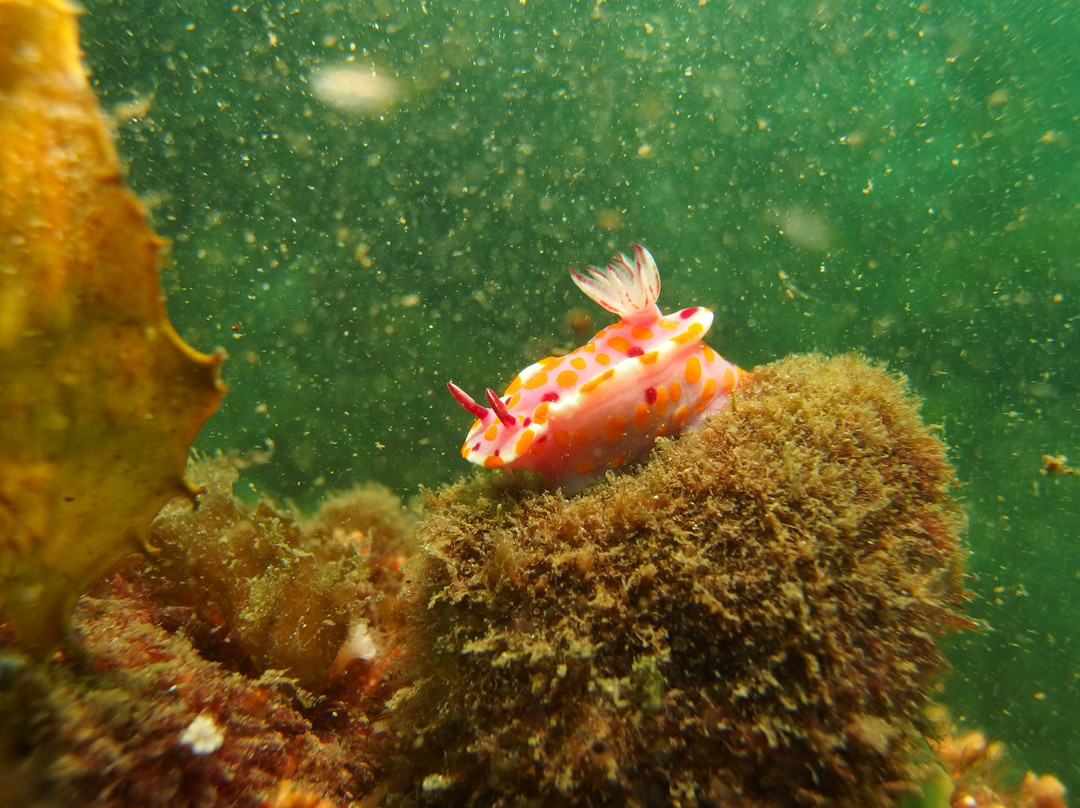 Snorkel & Dive Safari Swansea景点图片
