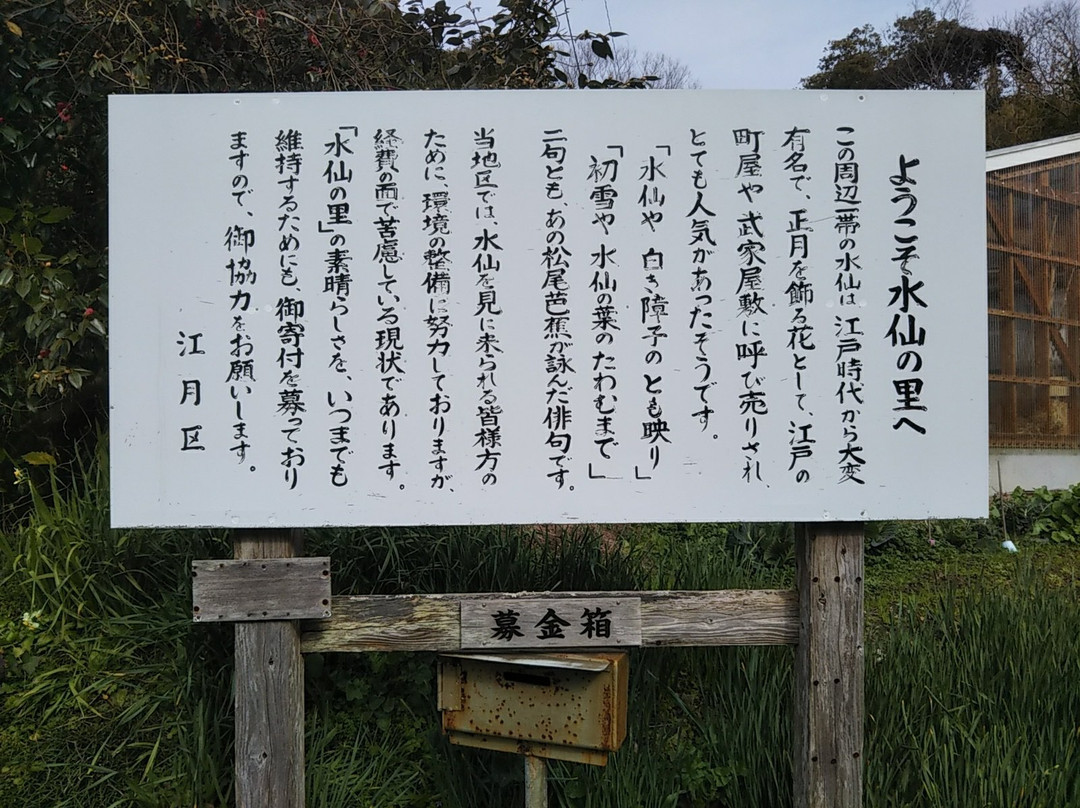 Narcissus Road-锯南町必去景点