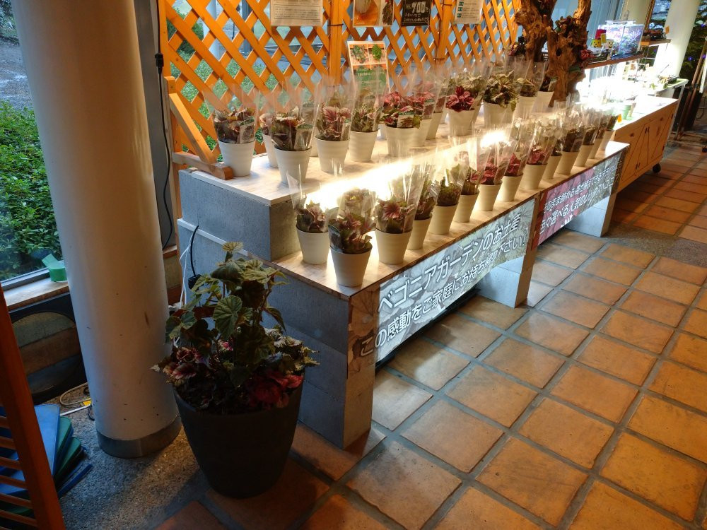 Begonia Garden-桑名市必去景点