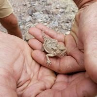 Lake Roberts-Silver City必去景点