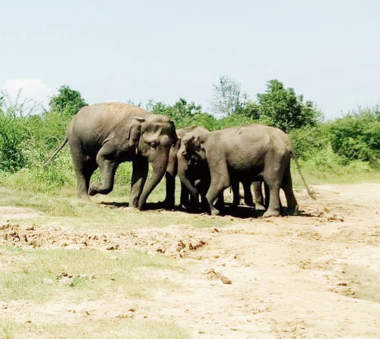 Elegant Safari-Hambantota必去景点