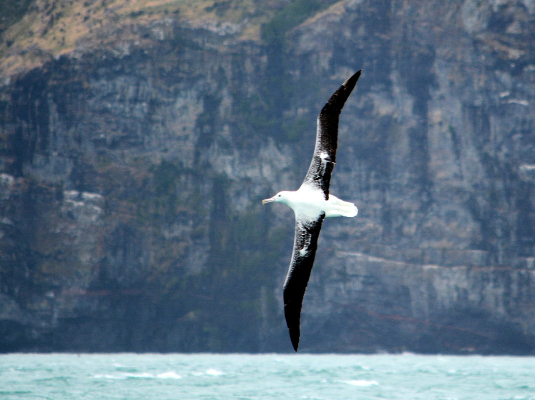 Southern Wanderer Scenic Cruises-阿卡罗阿必去景点