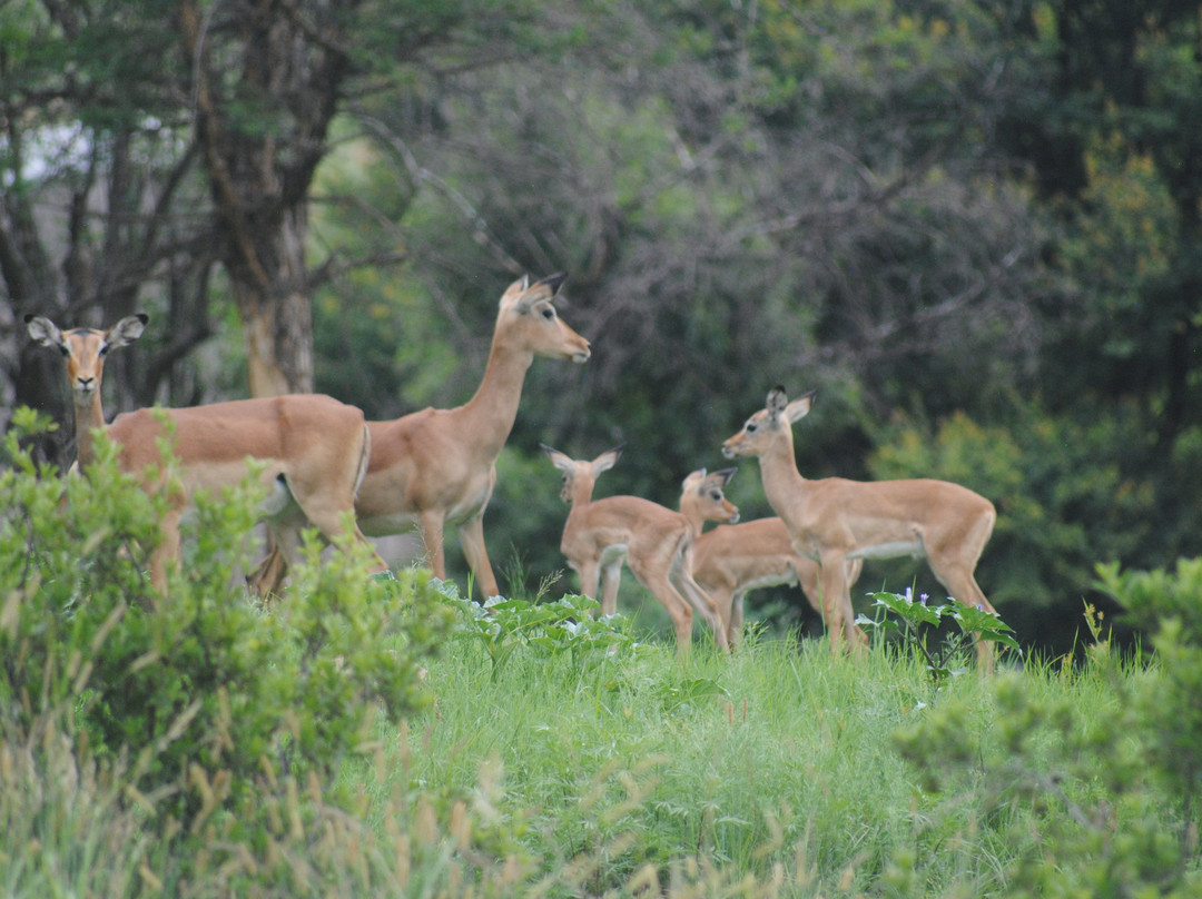 Krugersdorp Game Reserve景点图片