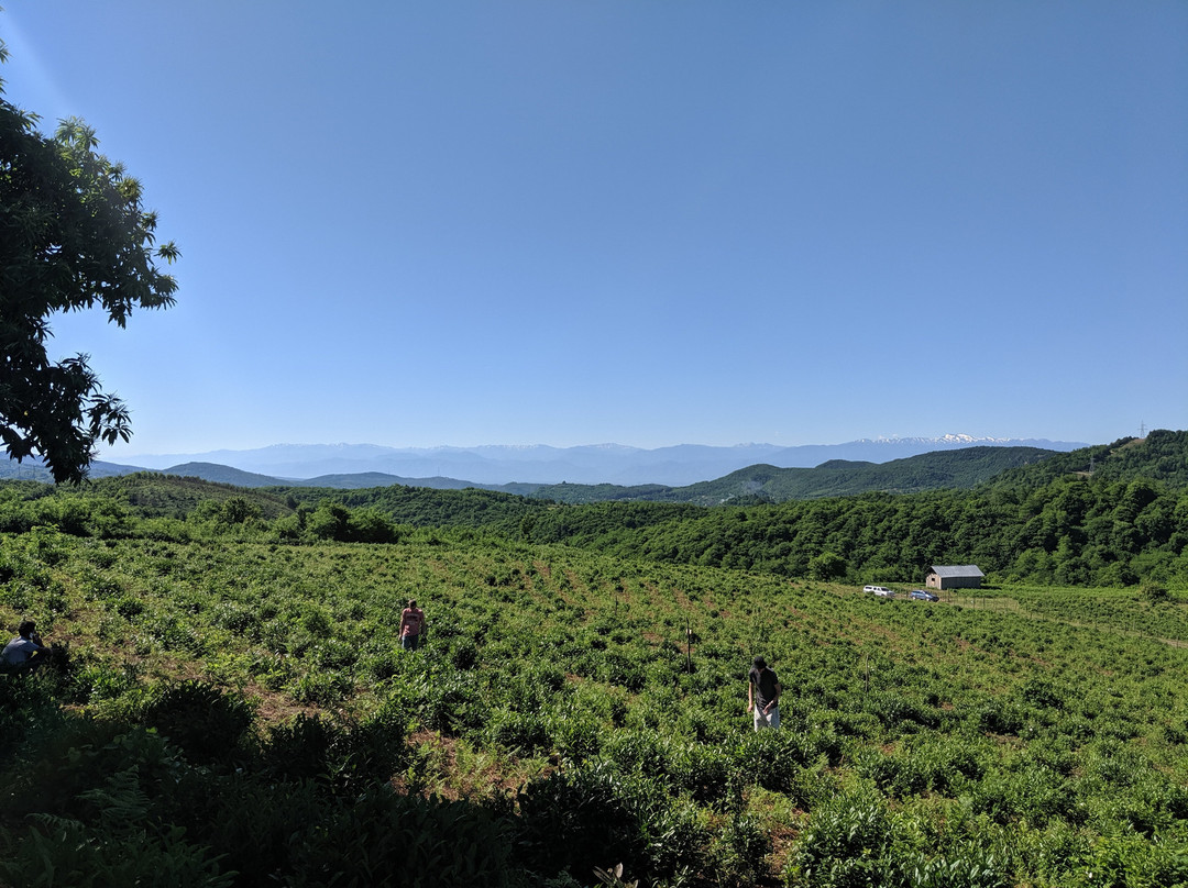 Kumistavi旅游攻略图片