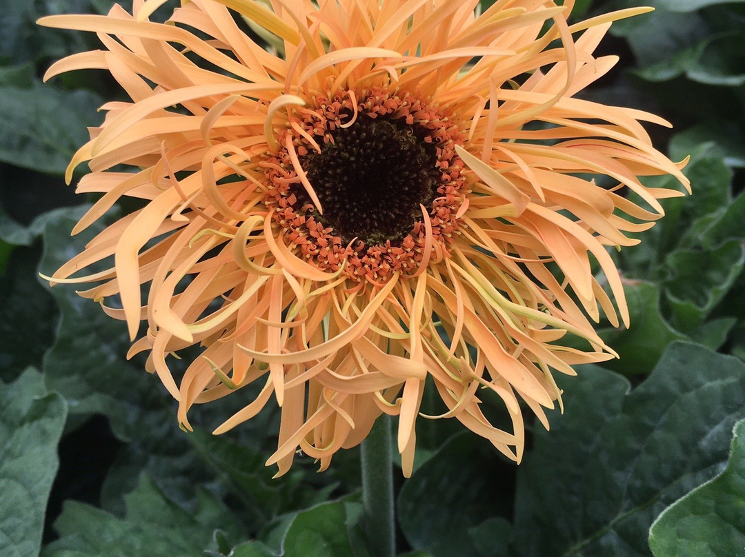 Donahue's Greenhouse-法里博必去景点