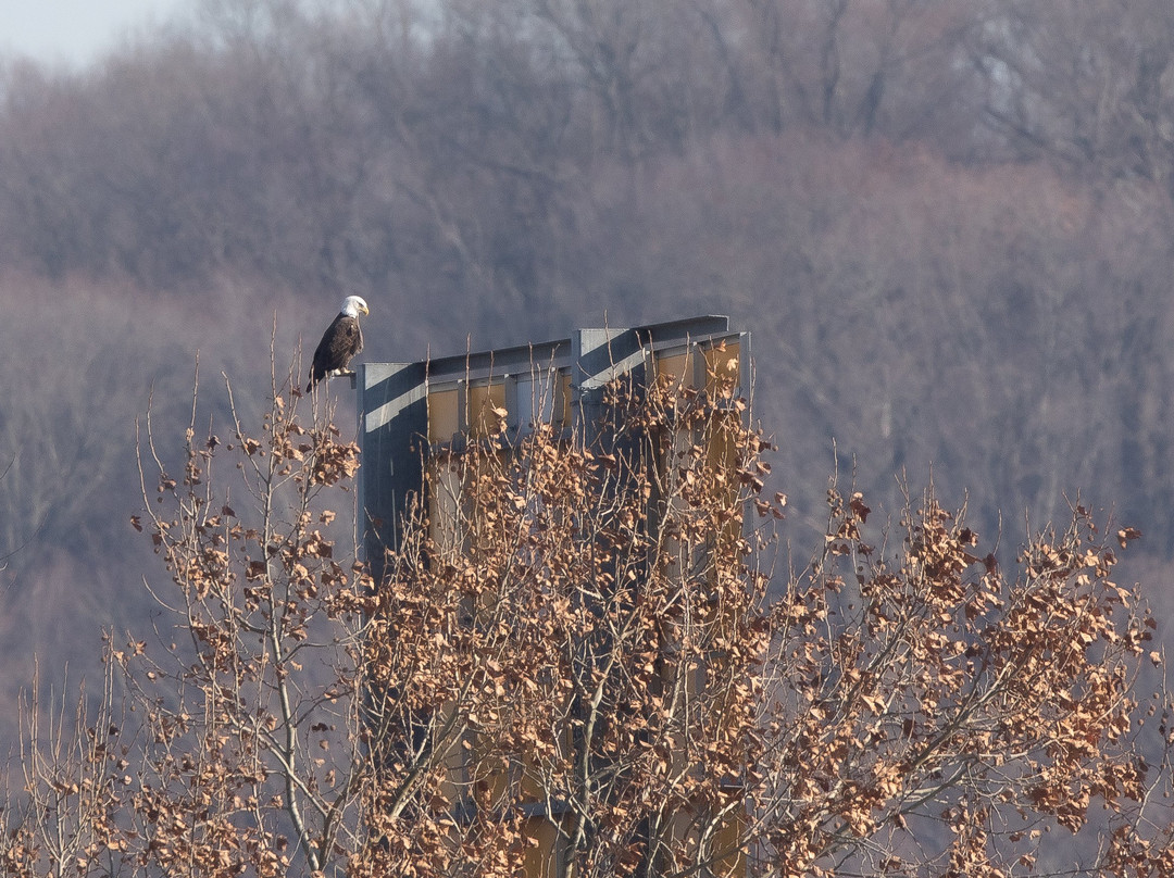 Conowingo Dam景点图片