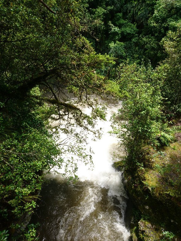 Whirinaki Waterfall Loop Track景点图片