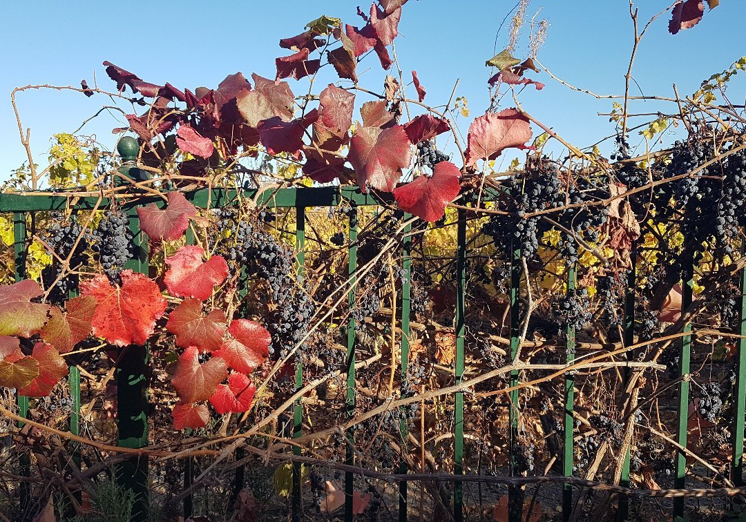 Ruby Hill Winery-普莱森顿必去景点