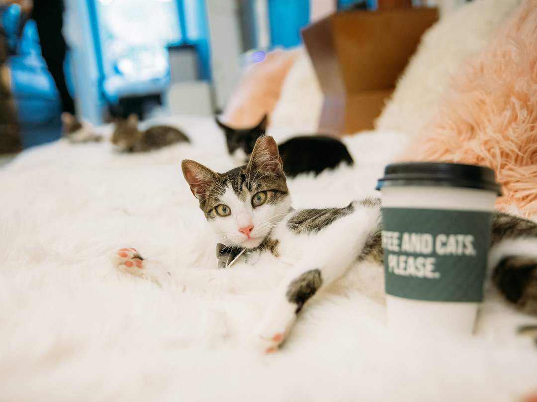 Crumbs & Whiskers-华盛顿特区必去景点