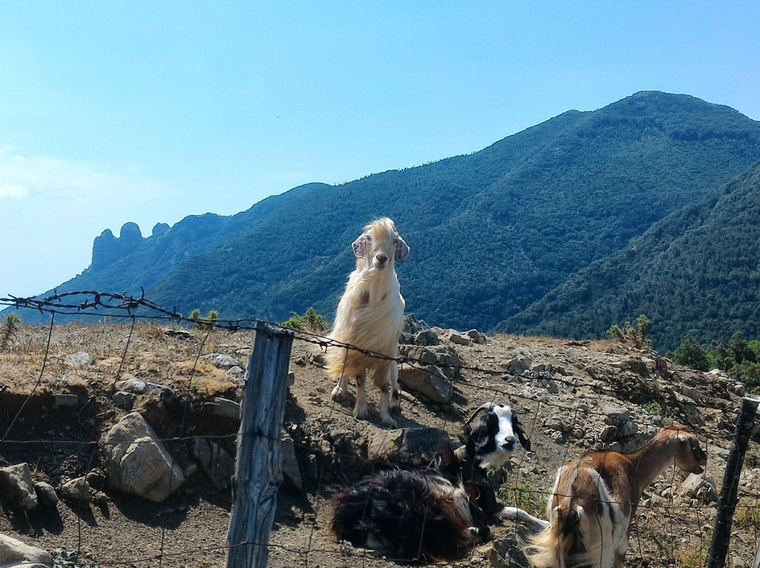 Antonimina旅游攻略图片