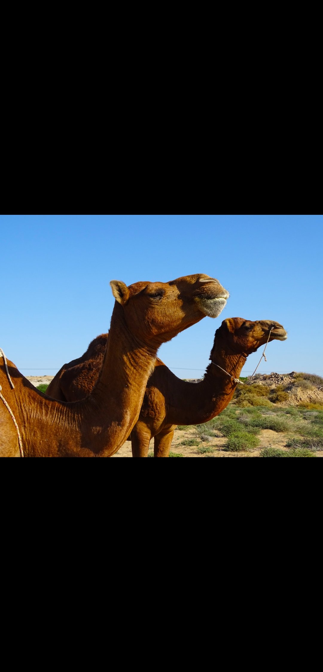 Shabhaye Talai-官方