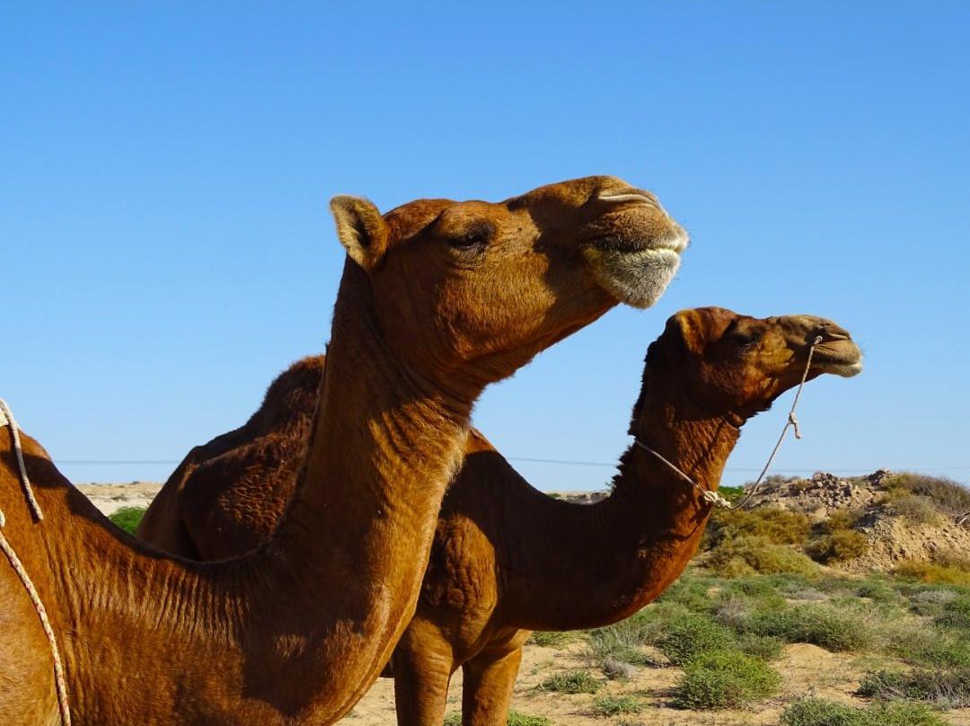 Shabhaye Talai主图