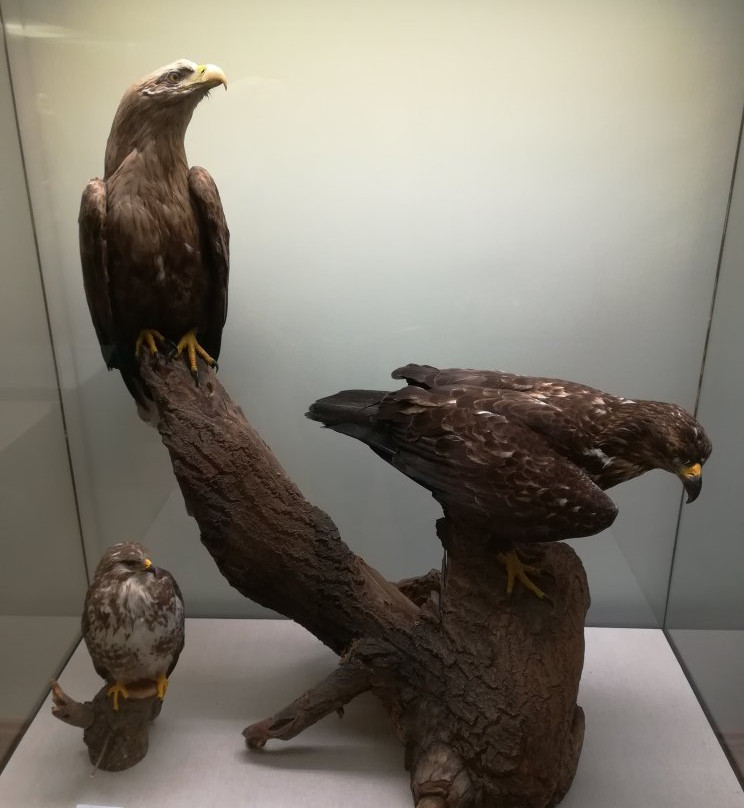 Pfalzmuseum für Naturkunde-巴特迪克海姆必去景点