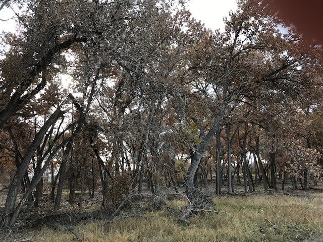 Rio Grande Nature Center State Park-阿尔伯克基必去景点