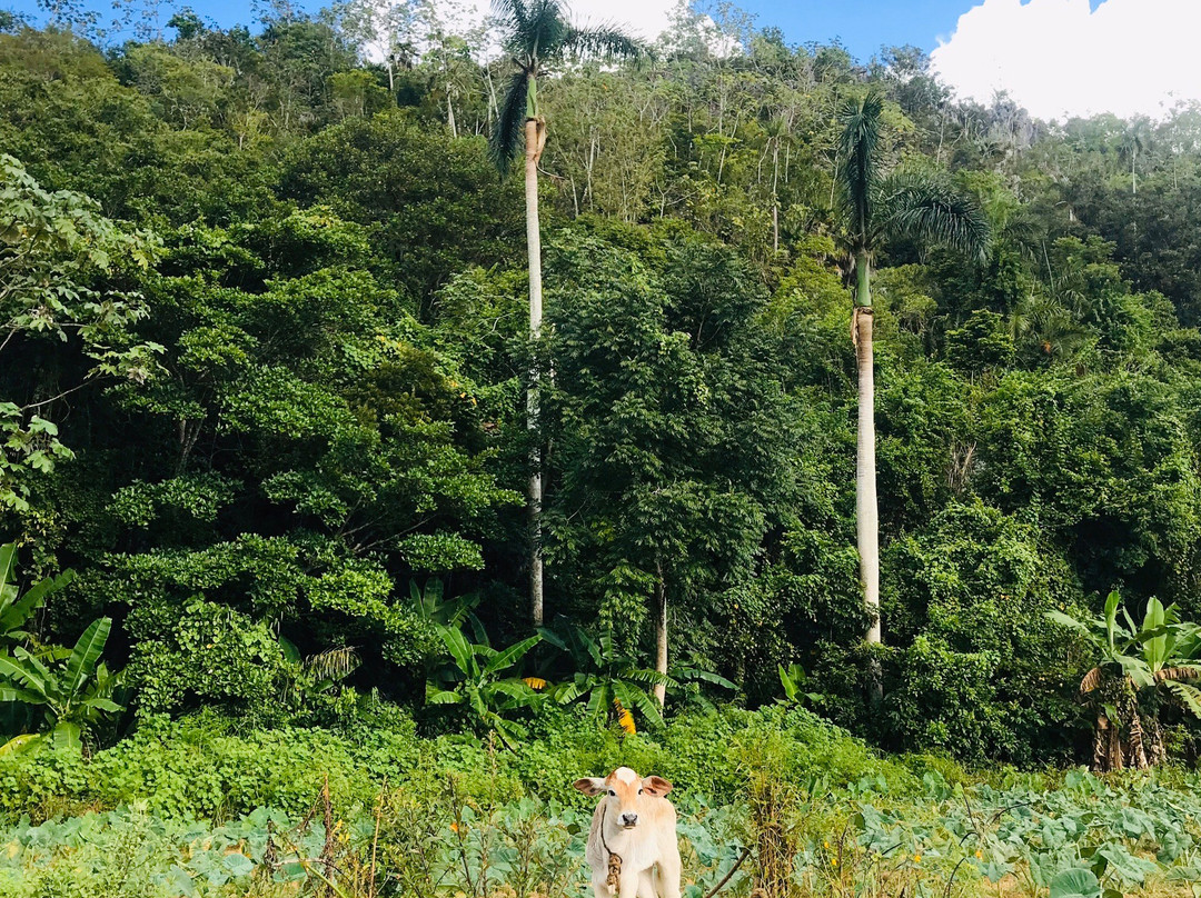 Villa Coco Solo主图