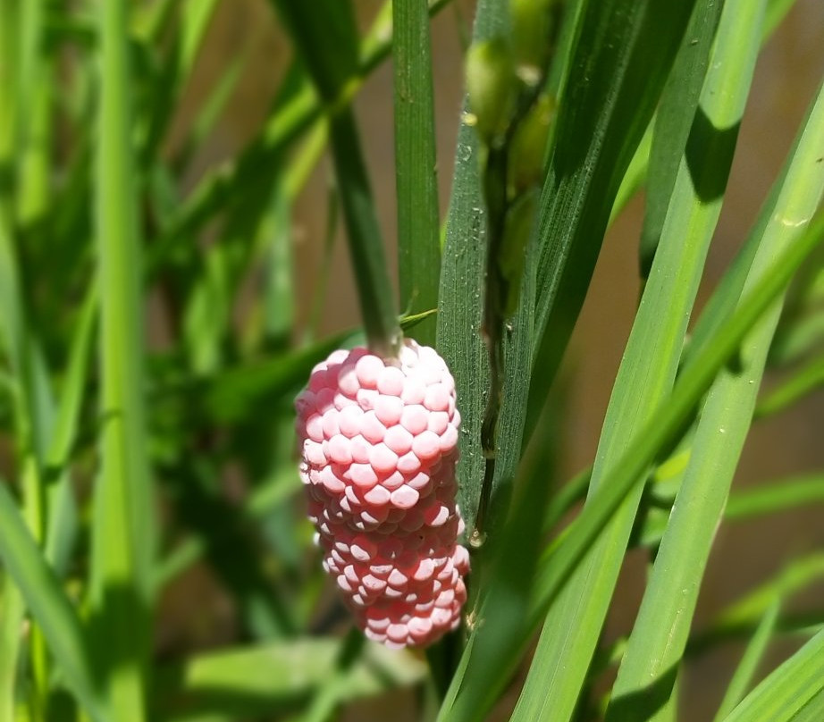 Tetebatu Tour-Tetebatu必去景点