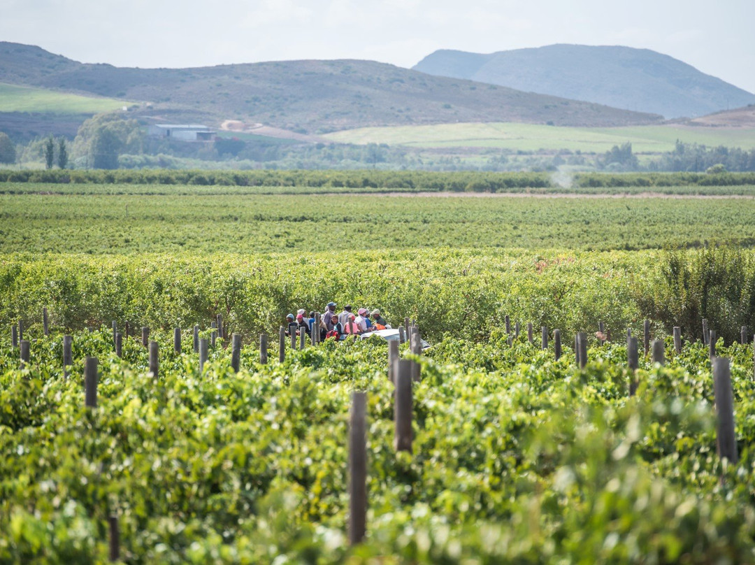 Arendsig Single Vineyard Wines-Bonnievale必去景点