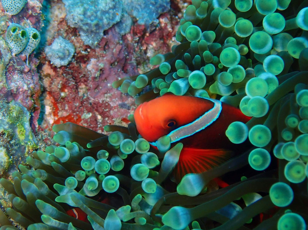 Sangalaki Resort主图