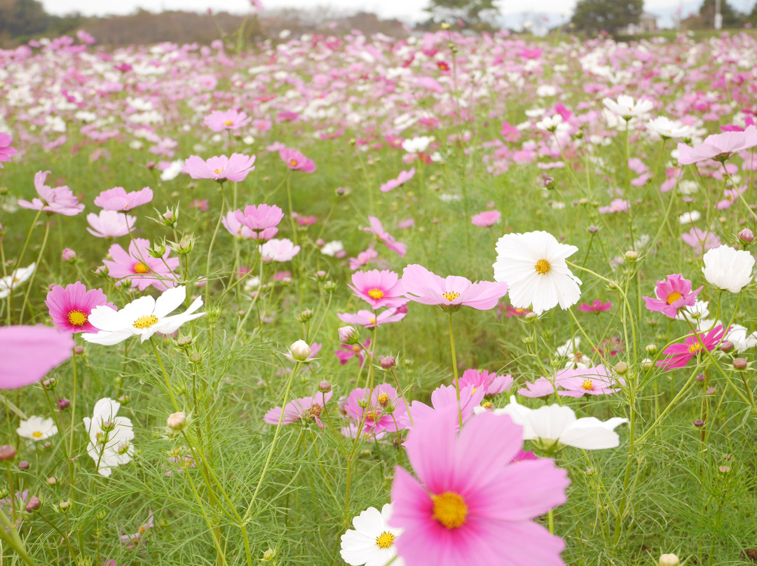 Shimabara Hibaruyamahana Park-岛原市必去景点