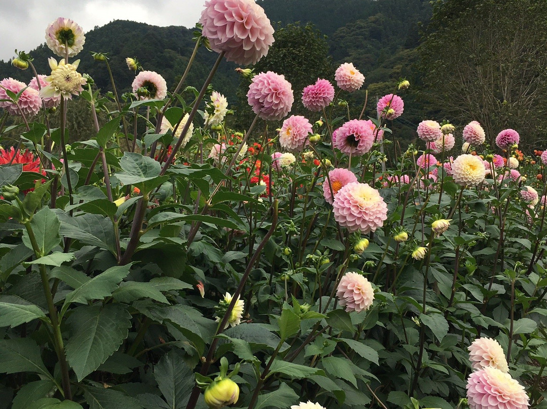 Ryokamisanroku Hananosato Dariaen-小鹿野町必去景点