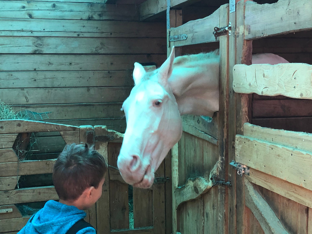 Horse Farm Dutkovo景点图片