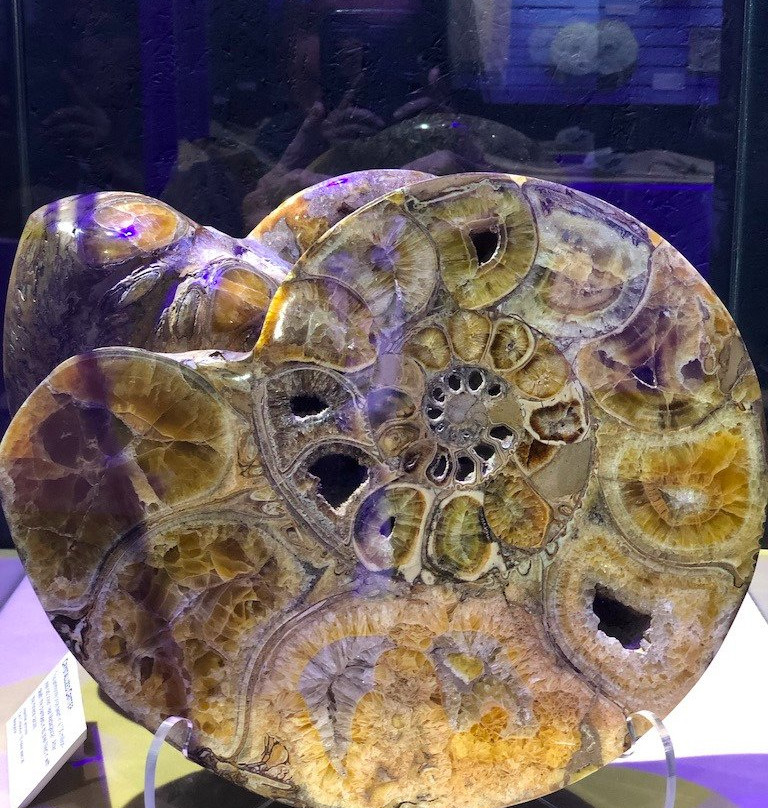 Mesalands Community College's Dinosaur Museum and Natural Sciences Laboratory-图克姆卡里必去景点