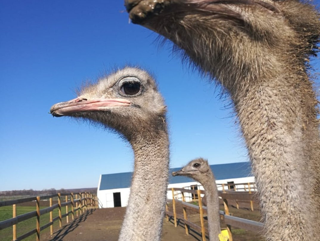 Ostrich Ranch-Ravna Gora必去景点