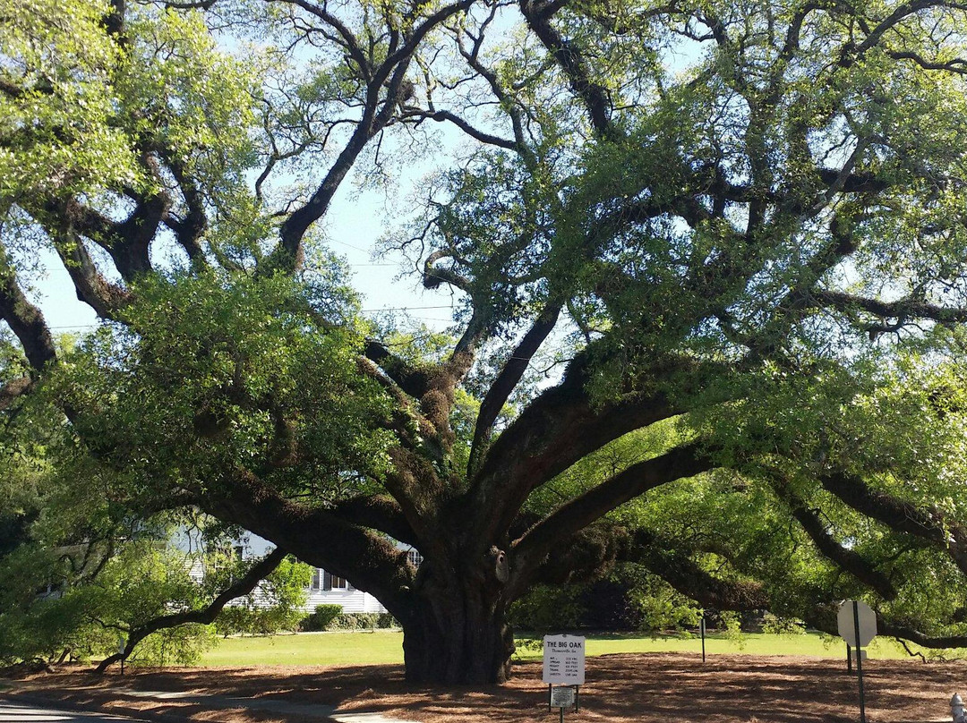 Cairo旅游景点-Thomasville's Historic Big Oak