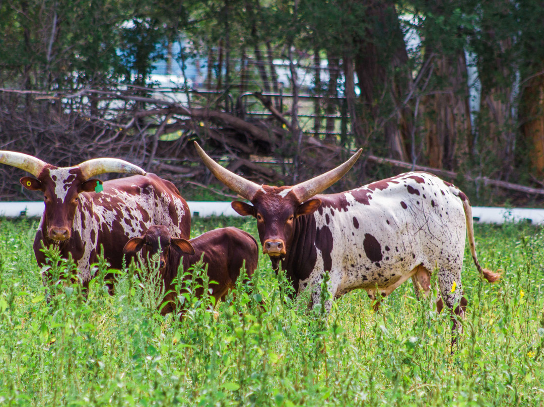 R Lazy J Wildlife Ranch景点图片