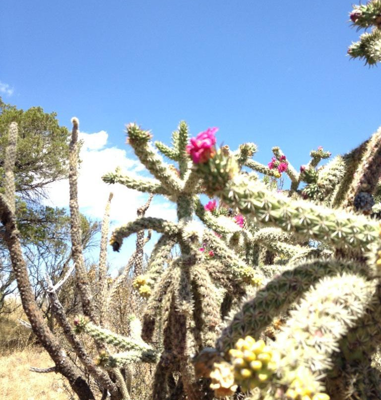 Lavender Jeep Tours - Private Tours-比斯比必去景点