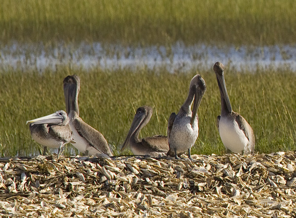 Barrier Islands Eco Tours-棕榈岛必去景点